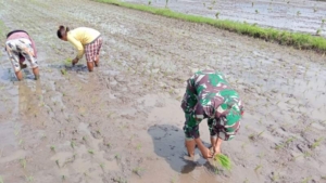 Pratu Hendrik Hapu Bantu Petani Tingkatkan Produksi Padi di Rakawatu