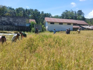 Wujud Kepedulian TNI, Babinsa Koramil 04/Tabundung Bantu Panen Padi