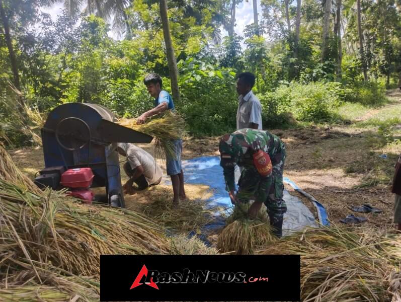 Dukung Ketahanan Pangan, Babinsa Kodim 1613/Sumba Barat Bantu Petani Panen Padi