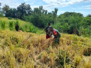 Kebersamaan Babinsa Dan Warga Panen Padi Ladang Manubelon