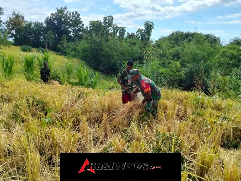 Kebersamaan Babinsa Dan Warga Panen Padi Ladang Manubelon