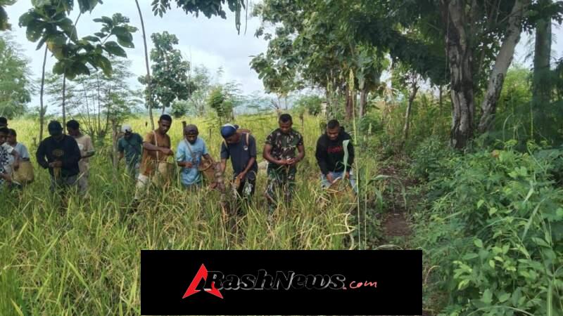 Sinergi Babinsa dan Warga, Panen Padi Berjalan Lancar di Desa Bandar