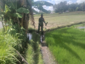 Dorong Ketahanan Pangan, Babinsa Koramil 05/Waingapu Turun ke Sawah