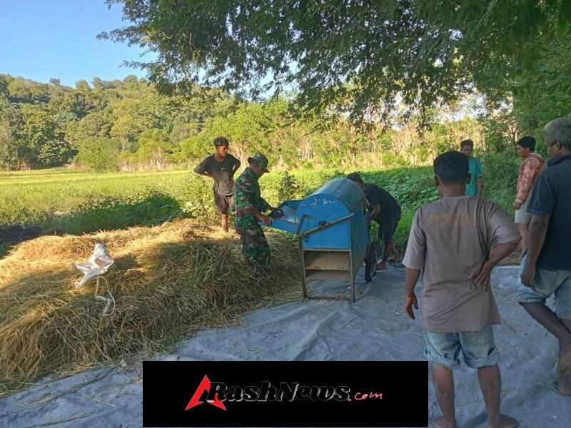 Babinsa Hadir di Tengah Petani, Bantu Rontokkan Hasil Panen