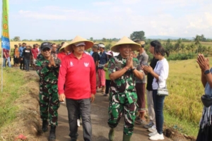 Panen Raya Subak Lanyah Delod Jalan, Kodim Tabanan Perkuat Ketahanan Pangan Nasional