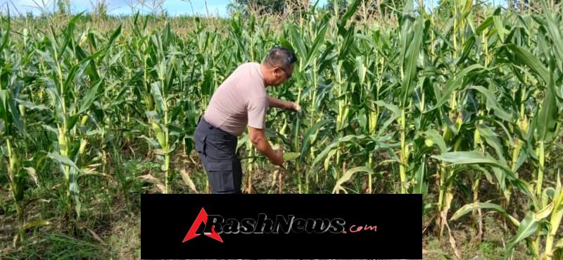 Polres Klungkung Gelar Panen Jagung Manis, Dukung Ketahanan Pangan Nasional