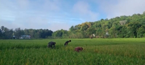 Sinergi Babinsa dan Petani, Pantau Pertumbuhan Padi di Kecamatan Tabundung