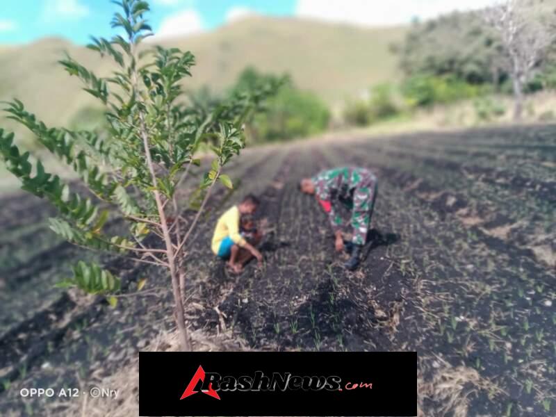 Babinsa Hadir di Tengah Petani, Awasi Perkembangan Tanaman Bawang Merah