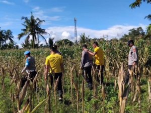 Polsek Tembuku Dukung Ketahanan Pangan, Tanaman Jagung Siap Panen di Desa Tembuku