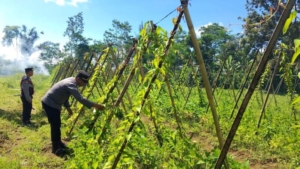 Sinergitas Polri dalam Mendukung Ketahanan Pangan melalui Inovasi Budidaya Uwi Ungu