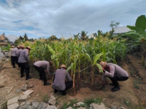 *Polsek Ubud Lakukan perawatan tanaman jagung dukung ketahanan pangan nasional*