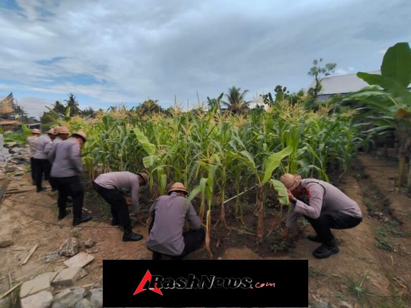 *Polsek Ubud Lakukan perawatan tanaman jagung dukung ketahanan pangan nasional*