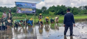 Koramil 1607-12/Moyo Hilir Pastikan Tanam Serempak Berjalan Lancar dan Produktif