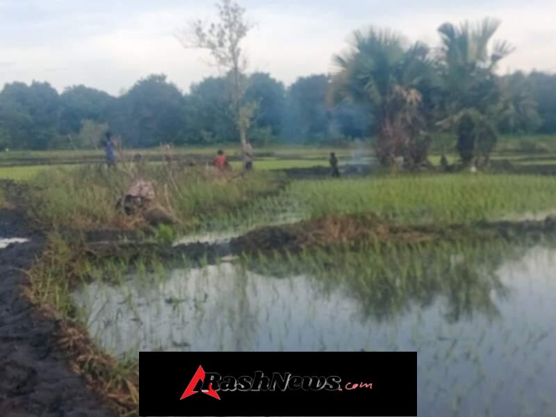 Dukung Ketahanan Pangan, Babinsa Koramil 06/Karera Dampingi Petani