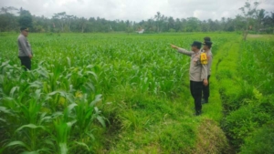 POLSEK TEMBUKU LAKSANAKAN MONITORING TANAMAN JAGUNG, DUKUNG KETAHANAN PANGAN NASIONAL