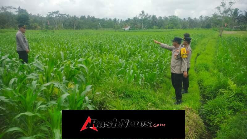 POLSEK TEMBUKU LAKSANAKAN MONITORING TANAMAN JAGUNG, DUKUNG KETAHANAN PANGAN NASIONAL