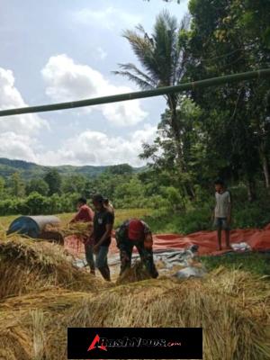 Sinergi TNI dan Petani, Babinsa Tabundung Hadir di Tengah Panen Raya