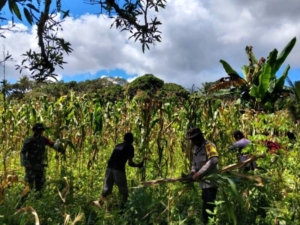 BUMDes Gou Geta Dukung Ketahanan Pangan, Babinsa Turun ke Lahan Panen Jagung