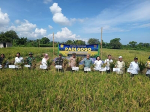Semangat Petani Lempenge Wujudkan Swasembada Pangan Berkelanjutan