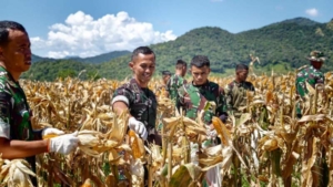 Dari Ladang ke Satuan, Prajurit Yonif TP 835/SYB Nikmati Hasil Kerja Keras