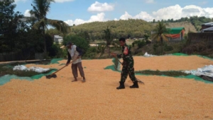 Tak Sekadar Imbauan, Babinsa Ikut Bekerja Bersama Warga Jemur Jagung