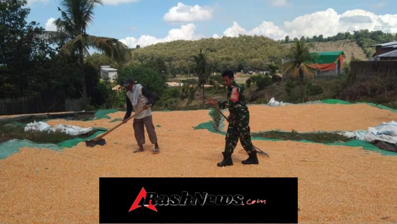 Tak Sekadar Imbauan, Babinsa Ikut Bekerja Bersama Warga Jemur Jagung