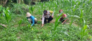 Bhabinkamtibmas Hadir di Tengah Petani, Wujud Nyata Dukungan Ketahanan Pangan