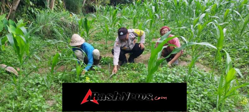 Bhabinkamtibmas Hadir di Tengah Petani, Wujud Nyata Dukungan Ketahanan Pangan