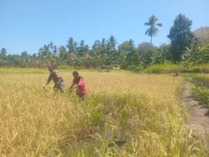 Aksi Nyata Babinsa: Dari Pemantauan Hingga Pembersihan Hama di Sawah Petani