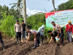 Polsek Nusa Penida Tanam Jagung Dukung Ketahanan Pangan