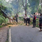 Pohon Tumbang di Akses Menuju Pura Tirta Empul, Arus Lalu Lintas Sempat Terganggu