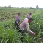 Bhabinkamtibmas Desa Bona Aktif Dukung Ketahanan Pangan melalui Perawatan Tanaman Jagung