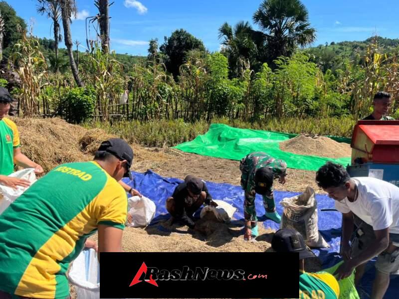 Kuatkan Hanpangan, Satgas Pamtas Yonarhanud 2 Kostrad Bantu Panen Padi