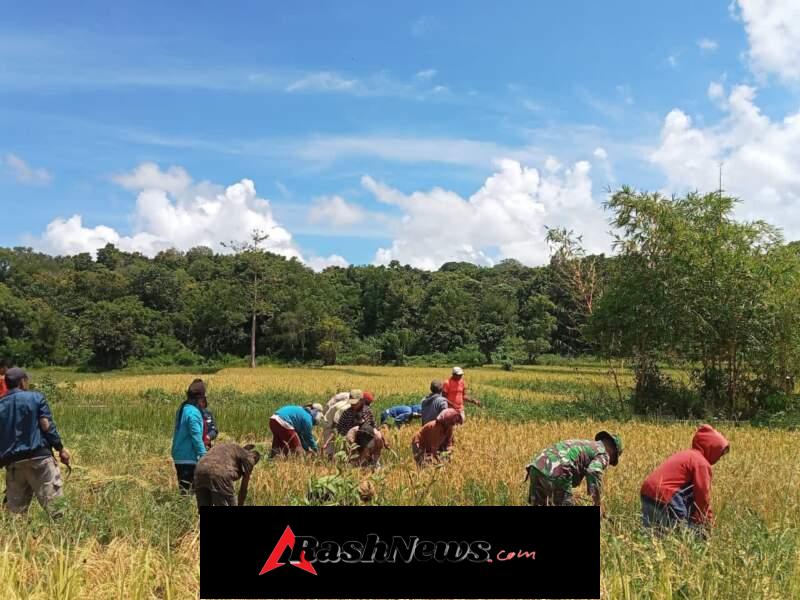 Wujud Kepedulian TNI, Babinsa Turun Langsung Bantu Petani