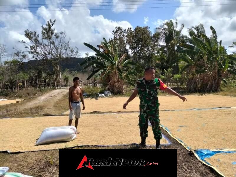 Babinsa Koramil 03/Pahunga Lodu Dampingi Petani Pasca Panen
