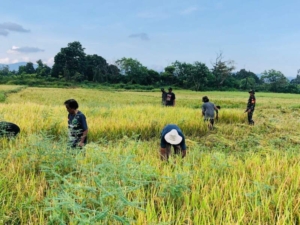 Monitoring Wilayah, Babinsa Sekaligus Dampingi Panen Padi Warga