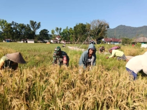 Dekat dengan Rakyat, Babinsa Golo Sepang Aktif Dampingi Petani Panen Padi