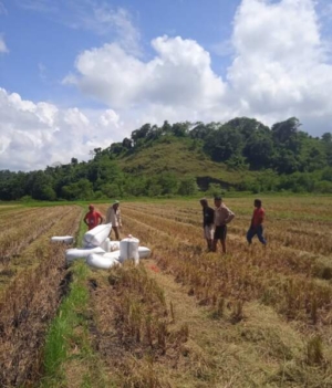 Babinsa Koramil 01/Lewa Turun Sawah Dampingi Panen Padi Modern