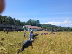 Pendampingan Hanpangan, Babinsa Koramil 1601-04/Tabundung Turun ke Sawah