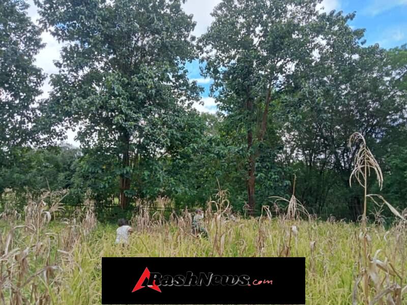 Babinsa Turun ke Sawah, Dukung Ketahanan Pangan di Karera