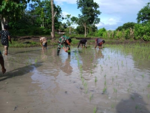 Wujud Nyata TNI Dukung Ketahanan Pangan di Sumba Timur