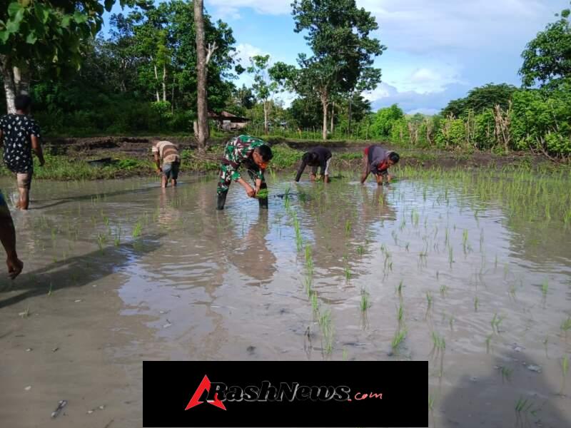 Wujud Nyata TNI Dukung Ketahanan Pangan di Sumba Timur