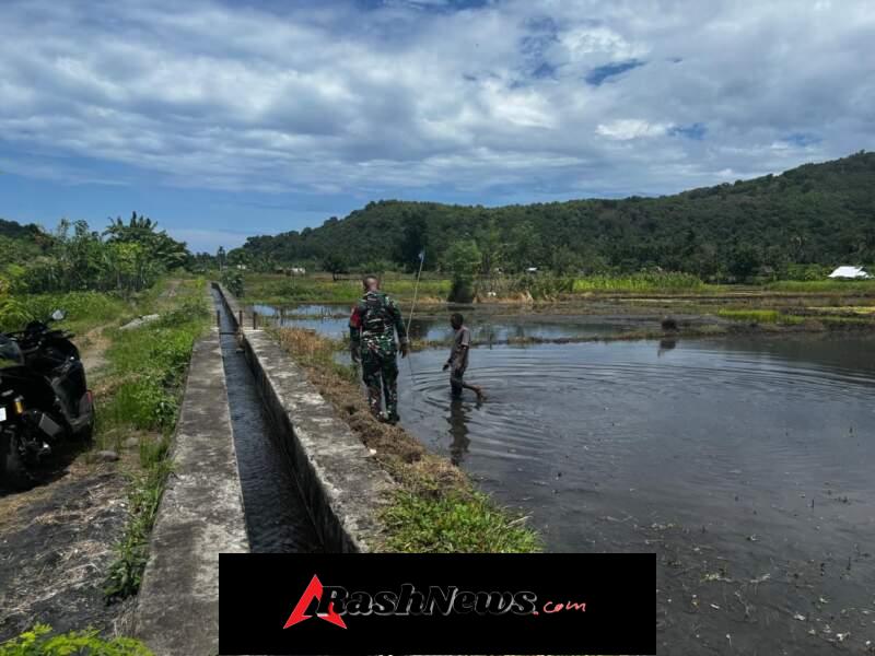 Sinergi TNI dan Petani, Babinsa Turun Langsung ke Sawah Bantu Pembersihan