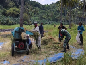 Babinsa Koramil Talibura Aktif Dampingi Petani, Dorong Peningkatan Hasil Panen di Desa Nanghale