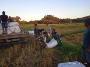 Babinsa Koramil 01/Lewa Dampingi Petani Pasca Panen Padi di Kambuhapang