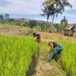 Sinergi Babinsa dan Petani, Lahan Sawah Waisika Dibersihkan Bersama