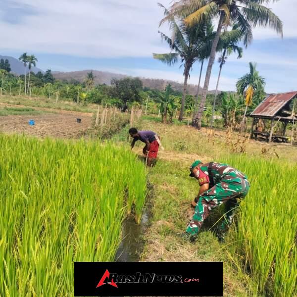 Sinergi Babinsa dan Petani, Lahan Sawah Waisika Dibersihkan Bersama