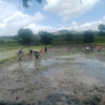 Pendampingan Babinsa, Petani Desa Palanggai Semakin Semangat Tanam Padi