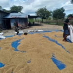 Demi Ketahanan Pangan, Babinsa Desa Ponu Aktif Dampingi Warga Kelola Hasil Panen