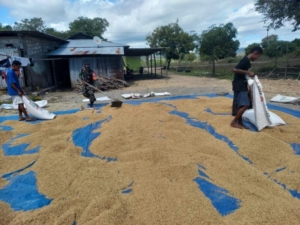 Demi Ketahanan Pangan, Babinsa Desa Ponu Aktif Dampingi Warga Kelola Hasil Panen